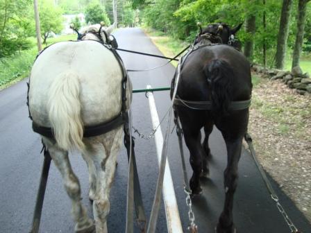 6-19-08 Joyce Deedee drving on road