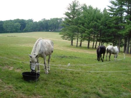 7-20-08 Shakedown Cruise 3 horse grazing