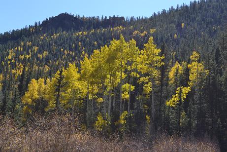 Aspen Aspen