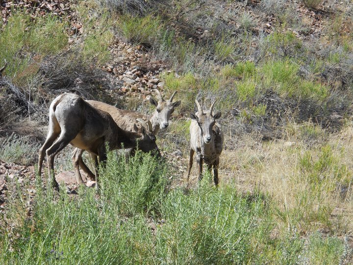 Bighorn