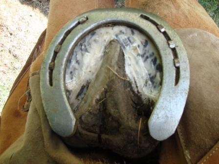 Bottom view hoof with new shoe
