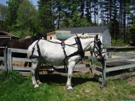 Deedee in Harness