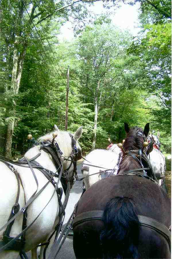 Four horses hitched to training wagon