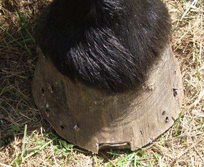 Hoof with Nails shoeing through
