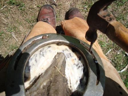 Nailing on Shoe Hoof View