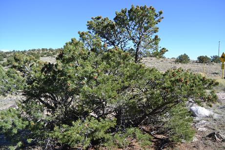 Pinon Tree Pinon Tree