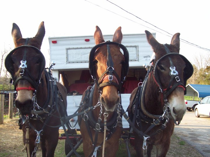 Three mules