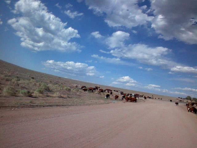 cattle drive cattle drive