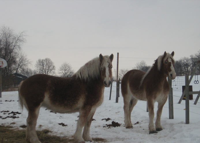 horses_001